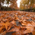 اگر عاشق پاییزید، این ۳ جای ایران را از دست ندهید
